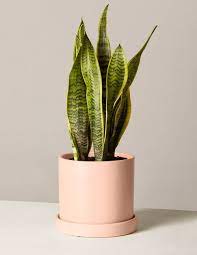 SNAKE PLANT